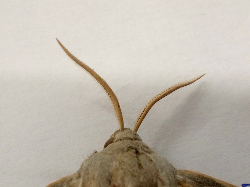 Identificazione lepidottero - Laothoe populi, Sphingidae